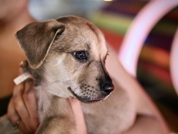 person carrying short-coated brown puppy