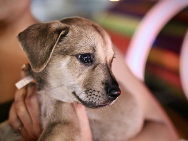 person carrying short-coated brown puppy