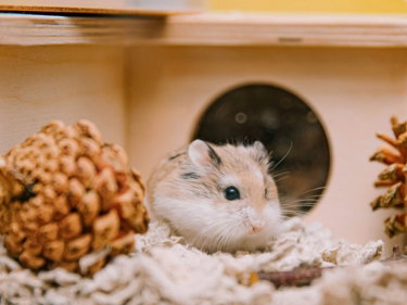 a hamster in a house with a pine cone